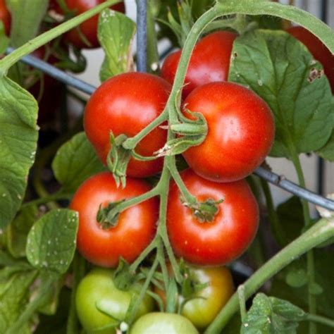 Heirloom Tomato ‘matina Organic Seeds Heirloom Tomato Plants Tomato
