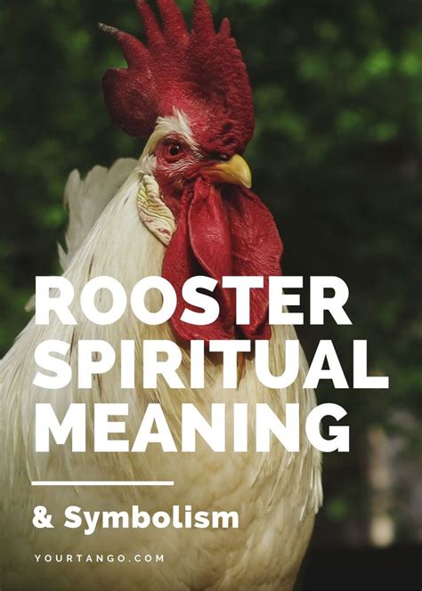 Spiritual Meaning And Symbolism Of A Rooster Spiritual Meaning