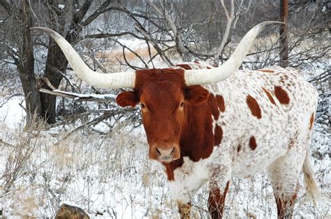 Longhorn Bulls Art Longhorn Bull Face Texas Longhorns Cows