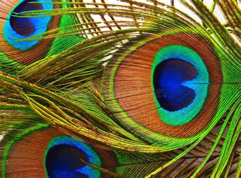 Feathers Of A Peacock Close Up Stock Image Image Of Colored Bird
