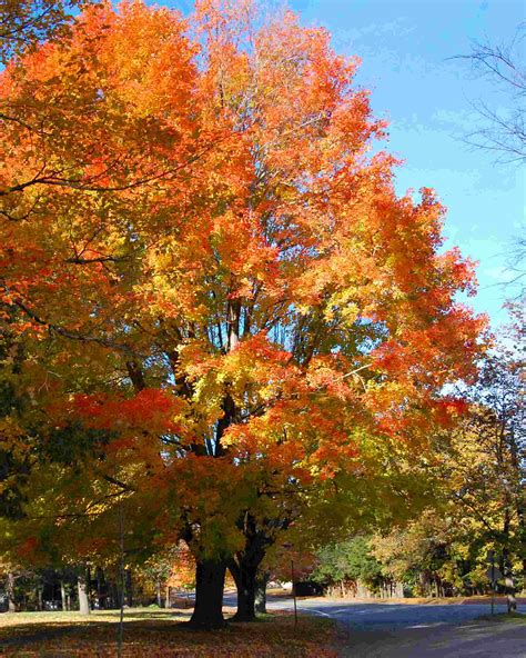 44 New England Fall Foliage Wallpaper On Wallpapersafari
