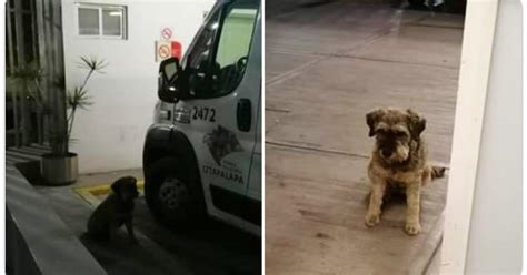 Perro Acompaña A Su Dueño En Ambulancia Hasta El Hospital Y Lo Espera