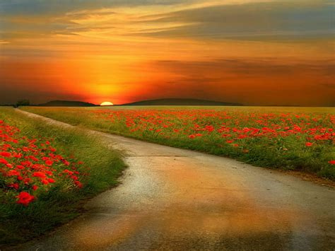 Poppy Flower Red Sunset Road Hd Wallpaper Peakpx