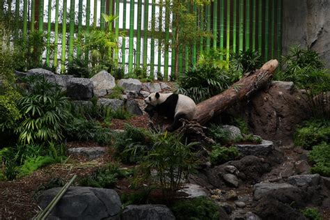 Panda Passage Giant Panda Indoor Exhibit 1 Zoochat