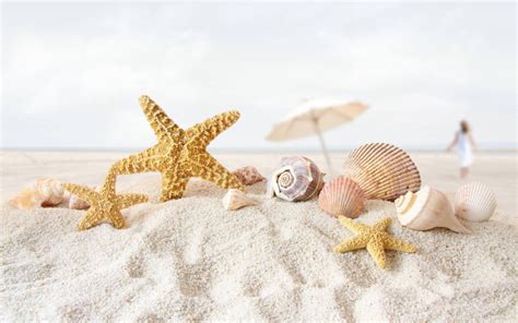🔥 Download Star Fish Sea Shell Beach Wallpaper All By Reneeb79 Beach