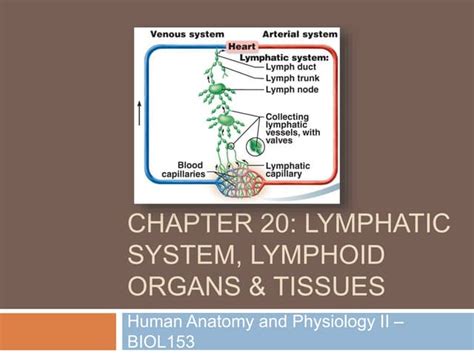 Chapter 20 Lymphatic System Ppt