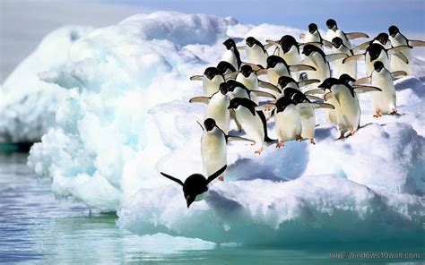 Penguins Jumping In Lake Hd Wallpaper Windows 10 Wallpapers