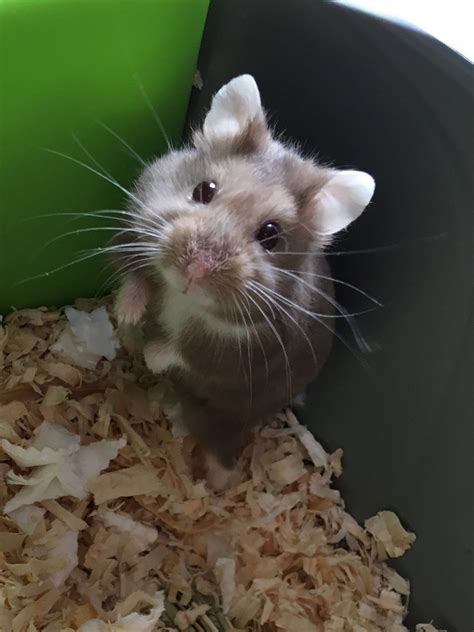 My Gfs Russian Dwarf Hamster Chewie Aww