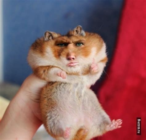 Create Meme Photo Hamster Meme Get A Hamster Hamster Pictures