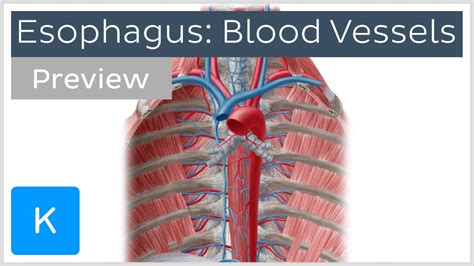 Blood Vessels Of The Esophagus Preview Human Anatomy Kenhub YouTube