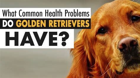 What Common Health Problems Do Golden Retrievers Have Youtube