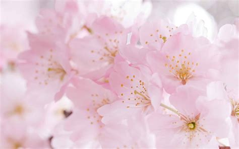 Beautiful Sakura Flower Wallpaper Desktop H748881 Light Pink Cherry