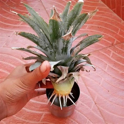 How To Grow A Pineapple Top How To Grow A Pineapple Growing