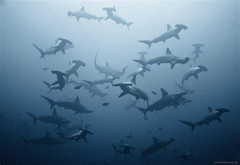 Hammerhead Sharks Wallpapers Wallpaper Cave
