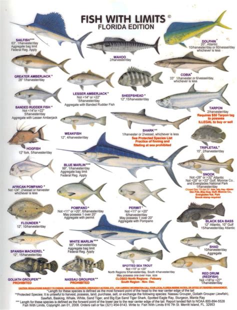 Florida Game Fish Fish Chart Saltwater Fishing Florida Fish