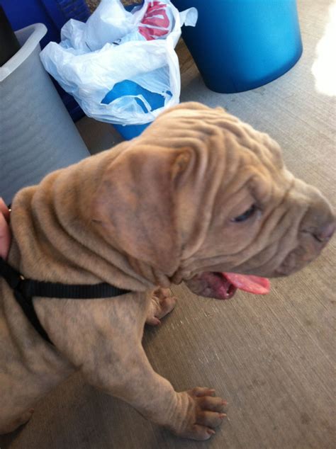 Shar Pei Pitbull Mix Blue Brindle Puppy Named Hank After The Beast In
