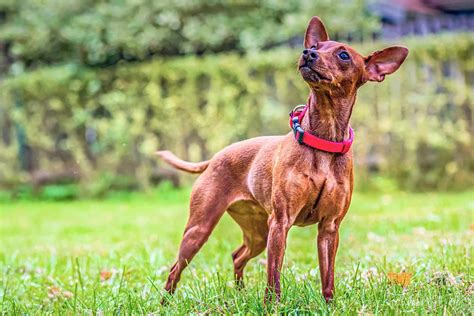 Miniature Pinscher Dog Breed Information And Characteristics Daily Paws