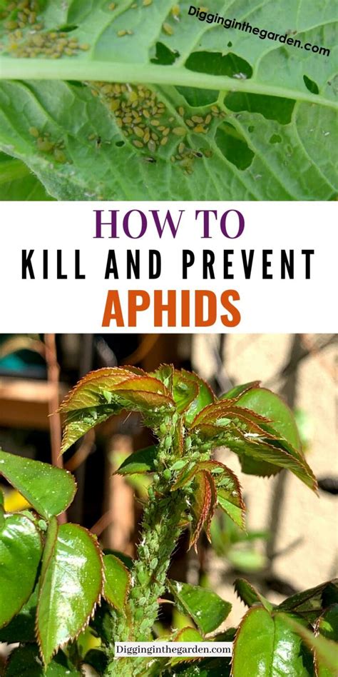 How To Naturally And Effectively Kill And Prevent Aphids