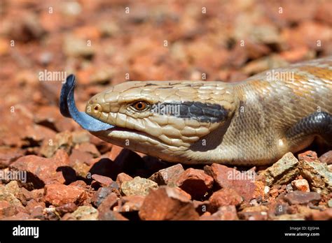 Western Blue Tongued Skink Hi Res Stock Photography And Images Alamy
