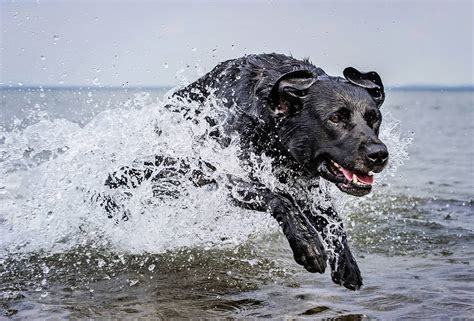 Action Dog Photography