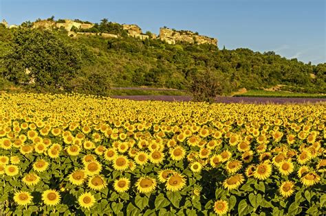 The Sunflower Fields Of Saignon France