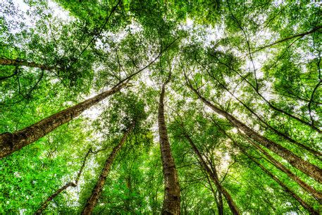 Explore 20 listings for large canopy for sale at best prices. "The Ancient Tree Canopy" Photography art prints and ...