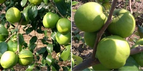 Apple Ber Cultivation Income Profit Project Report Yield Agri Farming