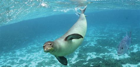 2017 Is The Hawaiian Monk Seal And Noaas 10 Year Anniversary
