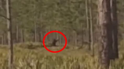 Bigfoot Sighting Caught On Tape Youtube