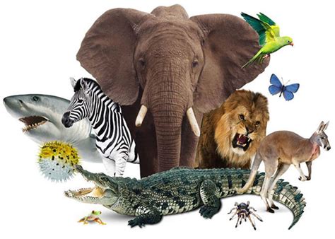 Biology Quiz Questions Animal Kingdom - General Knowledge and Quiz