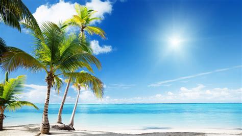 Coconut Trees On White Beach Sand Near Body Of Water During Sunny Time ...