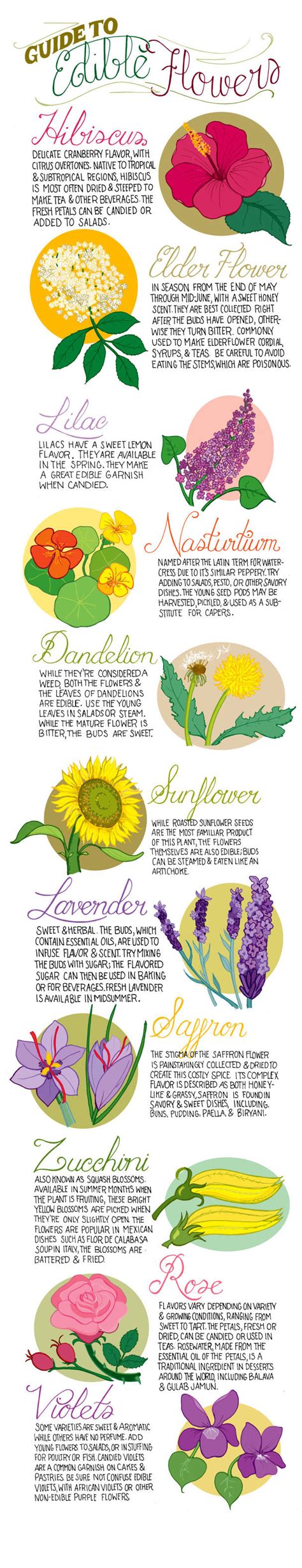 Guide To Edible Flowers Pictures Photos And Images For Facebook