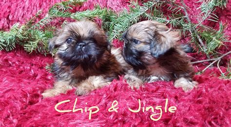Explore 10 listings for shitzu cross puppies at best prices. Shih Tzu Puppies For Sale | Apollo Beach, FL #322032