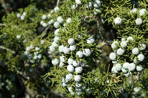 Juniper Is One Of The Oldest Remedies For Digestive Ailments