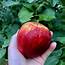 Braeburn Apples A Crisp Sharp Apple Perfect For Eating Fresh Or In 
