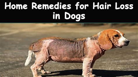 Home Remedies For Hair Loss In Dogs Hair Loss In Dogs Natural