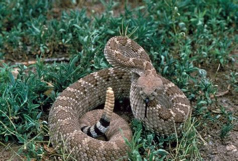 Do Rattlesnakes Give Birth Or Lay Eggs Fauna Facts