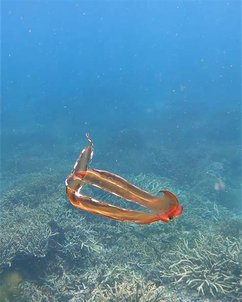 Rare Blanket Octopus Spotted In Once In A Lifetime Encounter