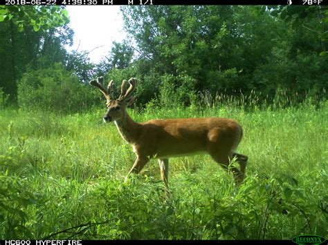 Mixed Clover Food Plots For Deer Bartyllas Whitetail Habitat Plans