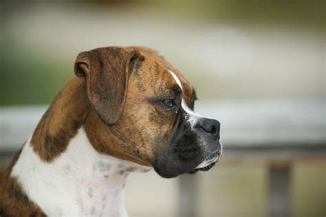 The Boxer Dog 10 Things You Probably Didnt Know Doggy Denz Nz