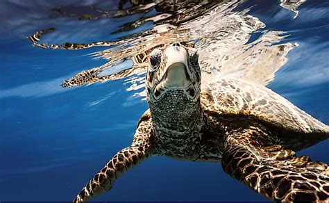 What Animals Live in the Ocean? - WorldAtlas
