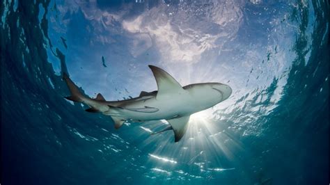 When, where and how they occur. Florida beachgoers beware: This 'shark attack capital of ...