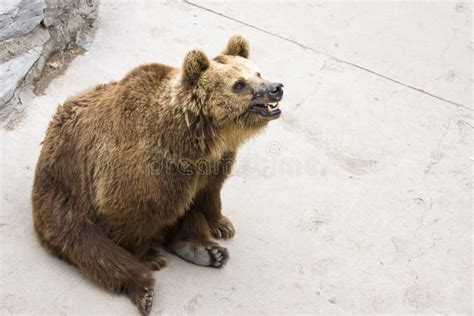 Brown Bear Sitting Stock Photo Image Of Dangerous Danger 25401454