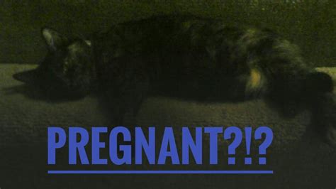 My Cat Is Pregnant Youtube