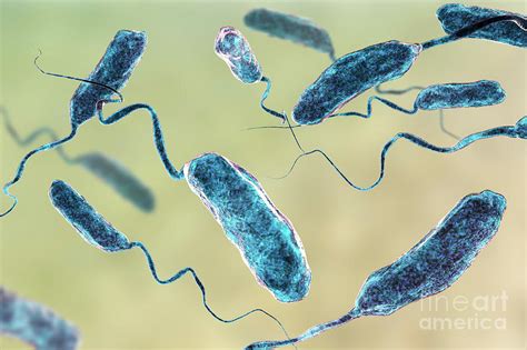 Cholera Bacteria Photograph By Kateryna Konscience Photo Library