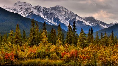 Wallpaper Banff Canada Spruce Autumn Nature Mountain Parks 2560x1440