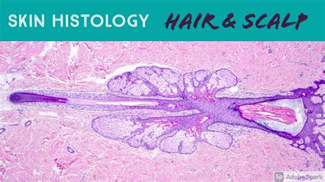 Hair Follicle Under Microscope And Scalp Skin Histology Dermatology