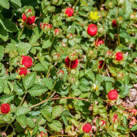 Strawberry Seeds - Indian Strawberry Ground Cover Seed