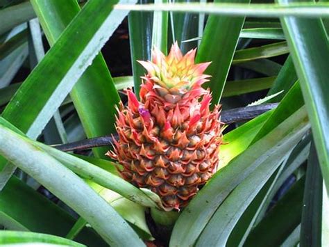 Quick Tip How To Grow A Pineapple Plant The Garden Glove
