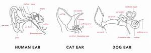 Ear Muscles Diagram Blogger Lagi